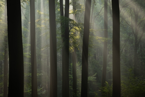 Frederic Demeuse WALD Photography-3
